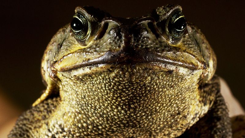 Toxic Toads