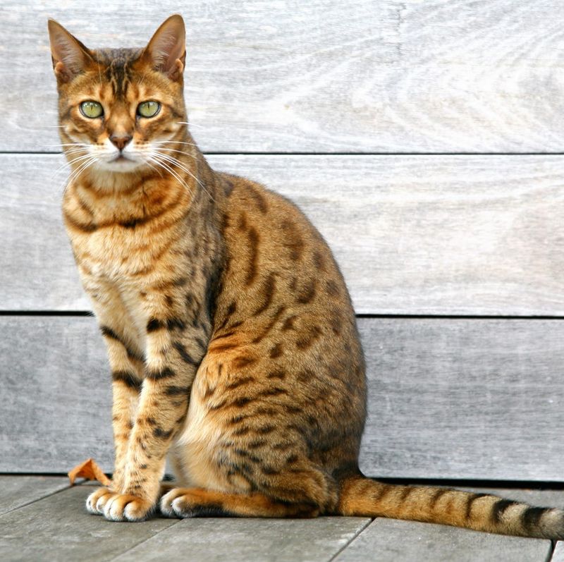 Toyger