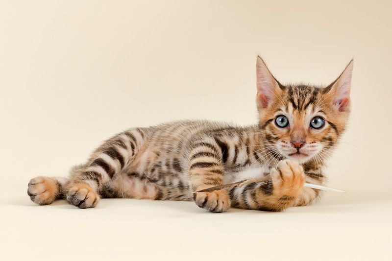 Toyger