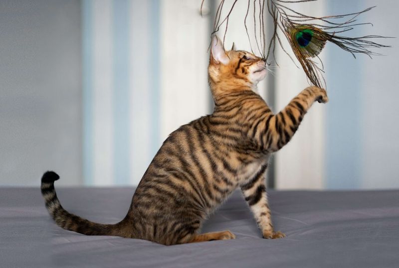 Toyger