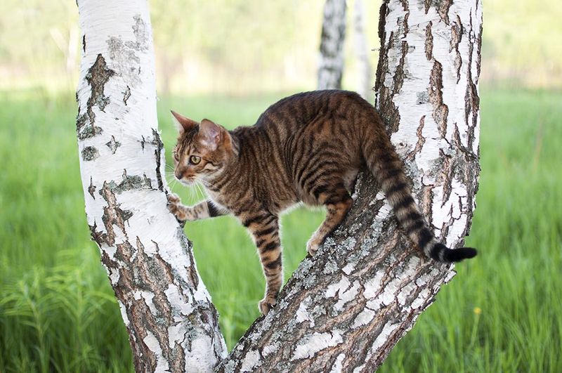 Toyger