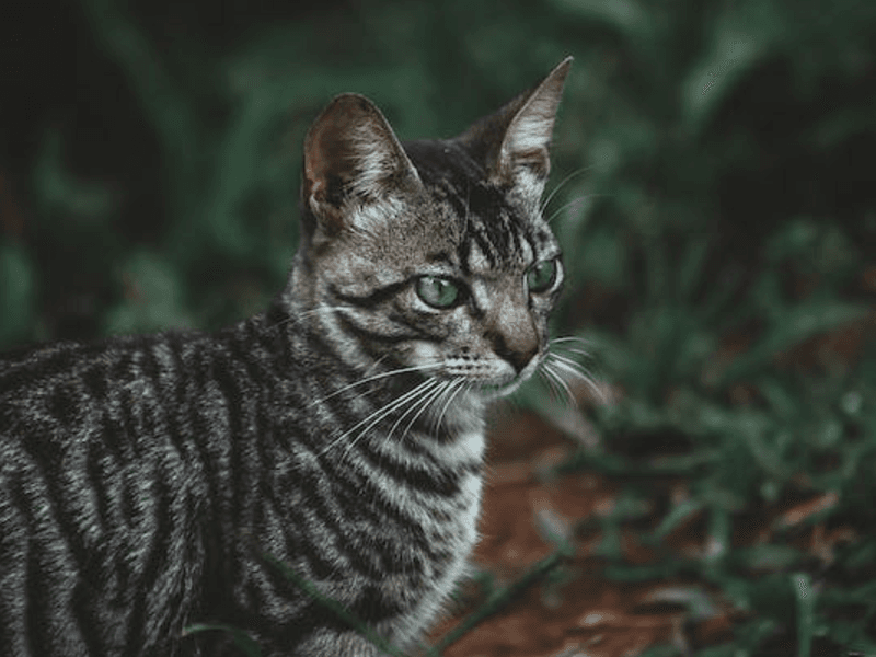 Toyger