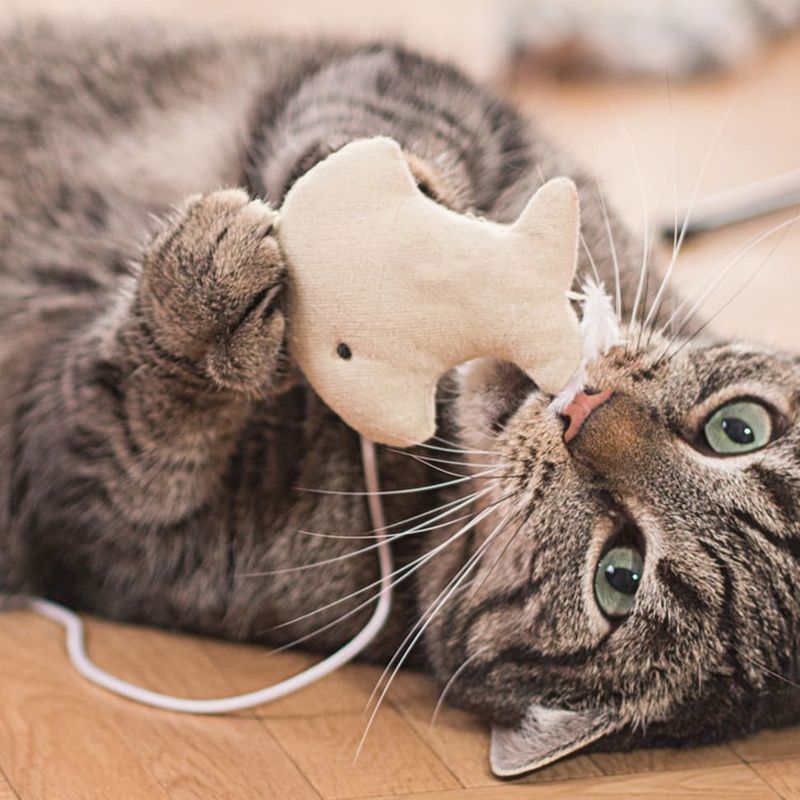 Toys That Tempt