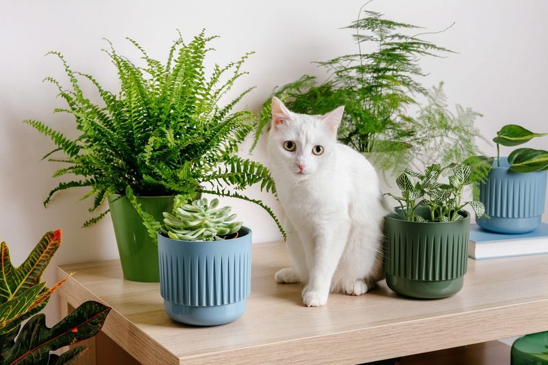 Train Your Cat with Positive Reinforcement