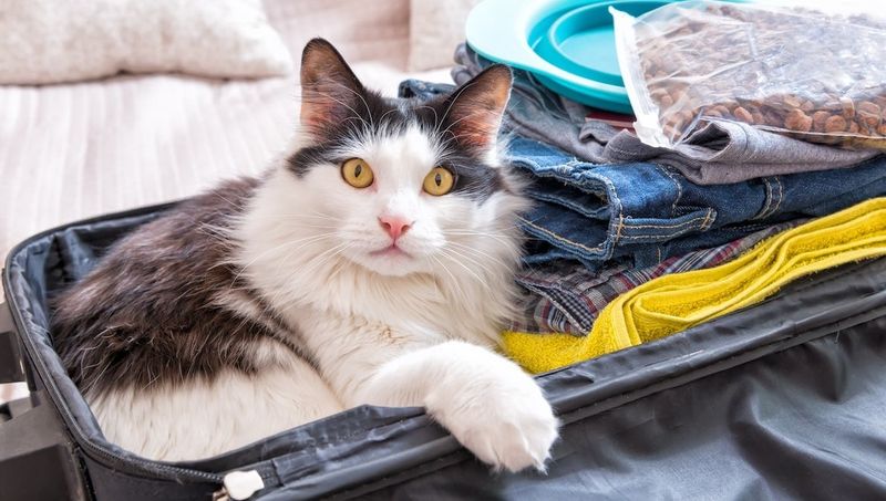 Traveling With Cats Unprepared
