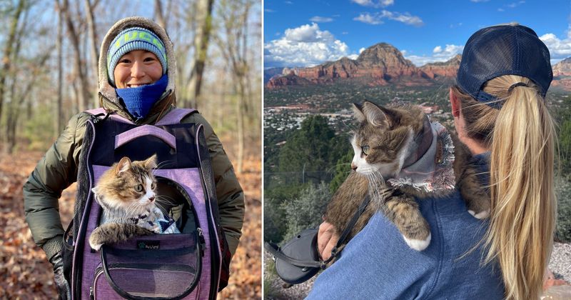Traveling with Your Maine Coon
