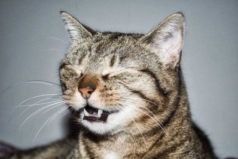 Triggers of the Flehmen Response