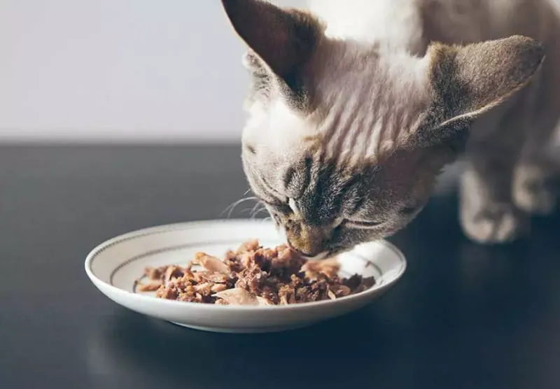 Tuna Water