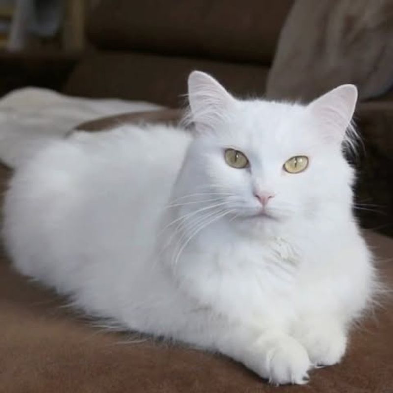 Turkish Angora