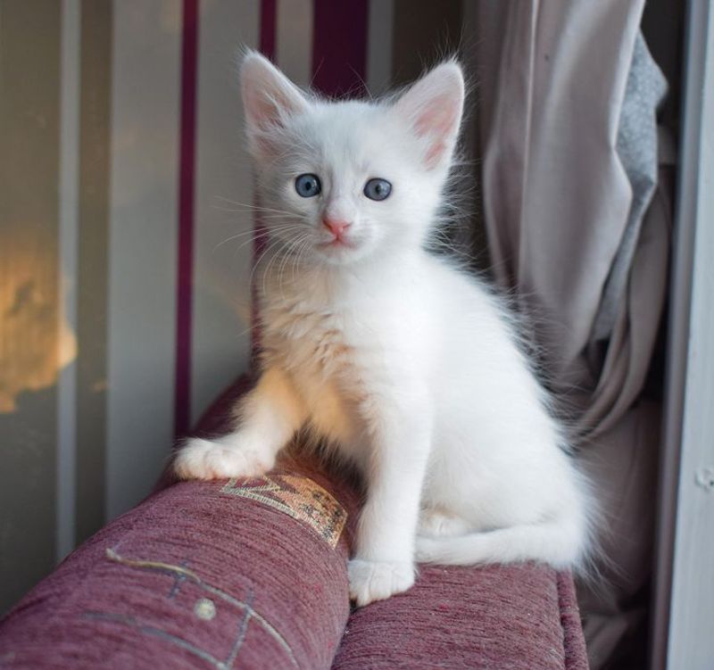 Turkish Angora