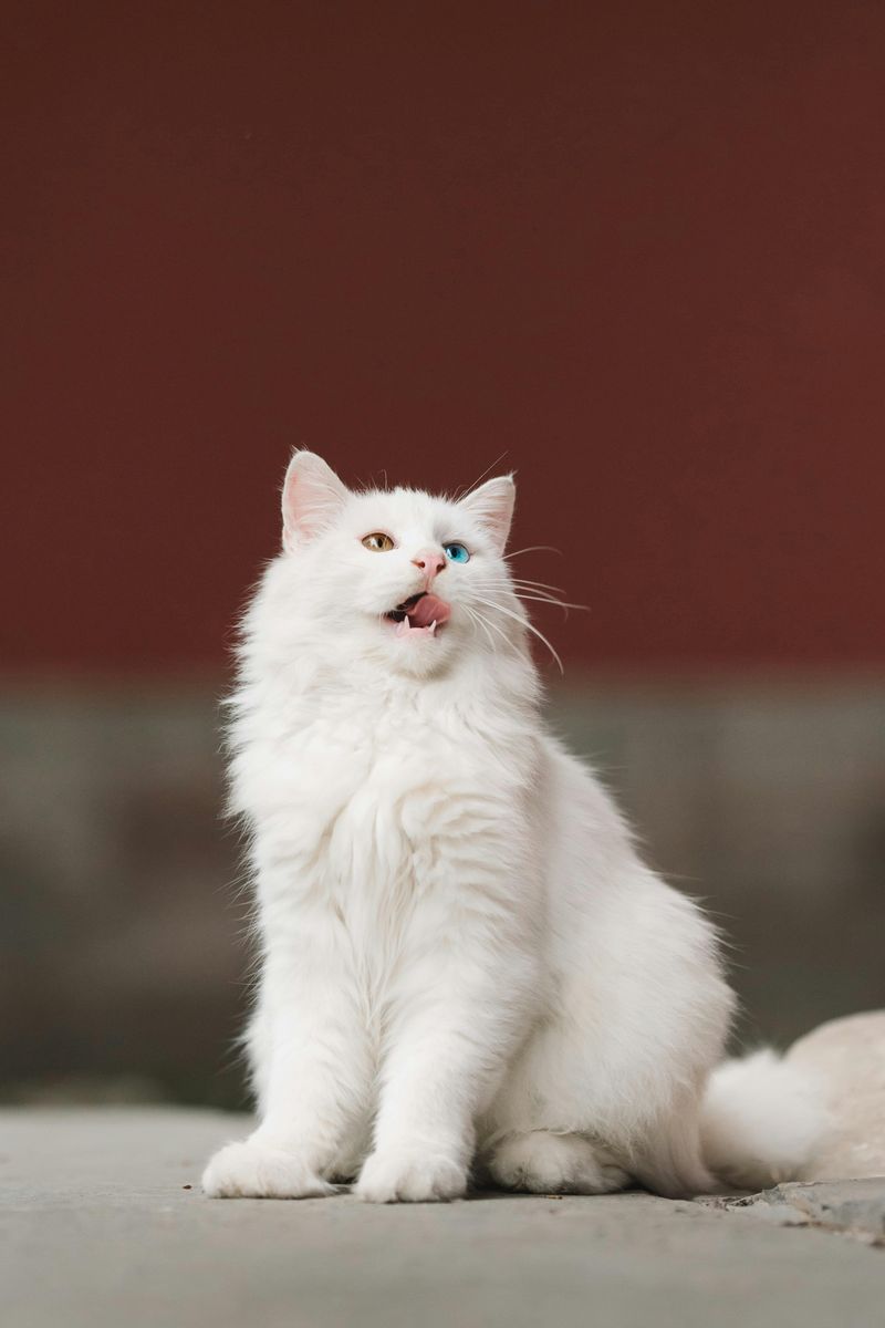 Turkish Angora
