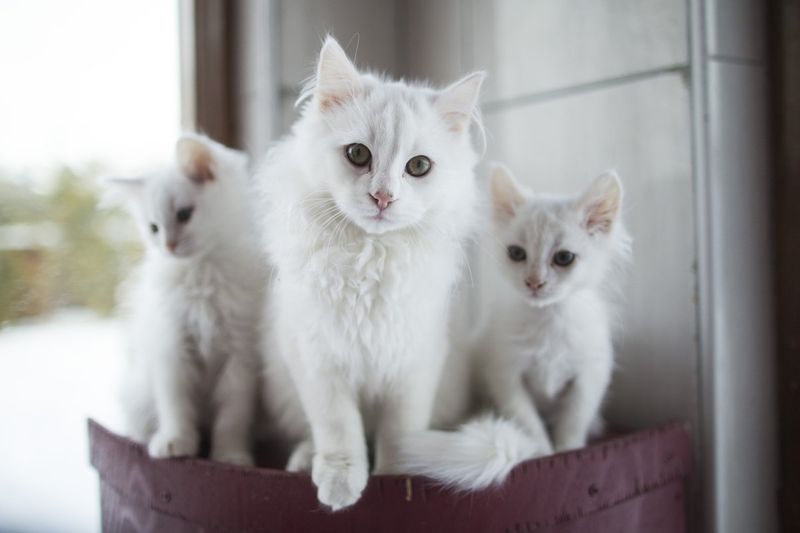 Turkish Angora