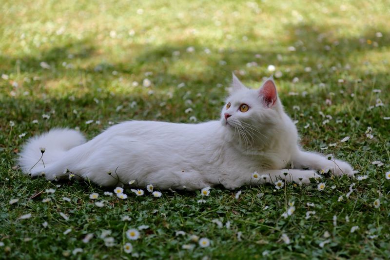 Turkish Angora