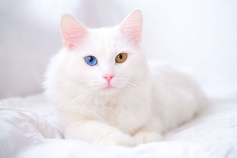 Turkish Angora