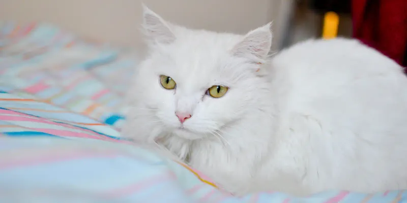 Turkish Angora