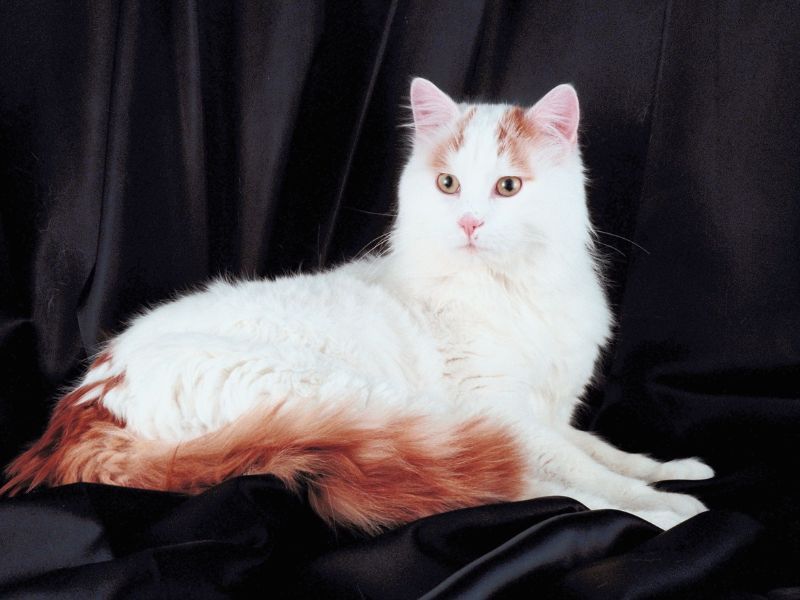 Turkish Van