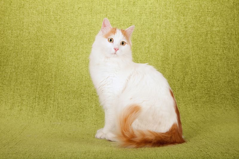 Turkish Van