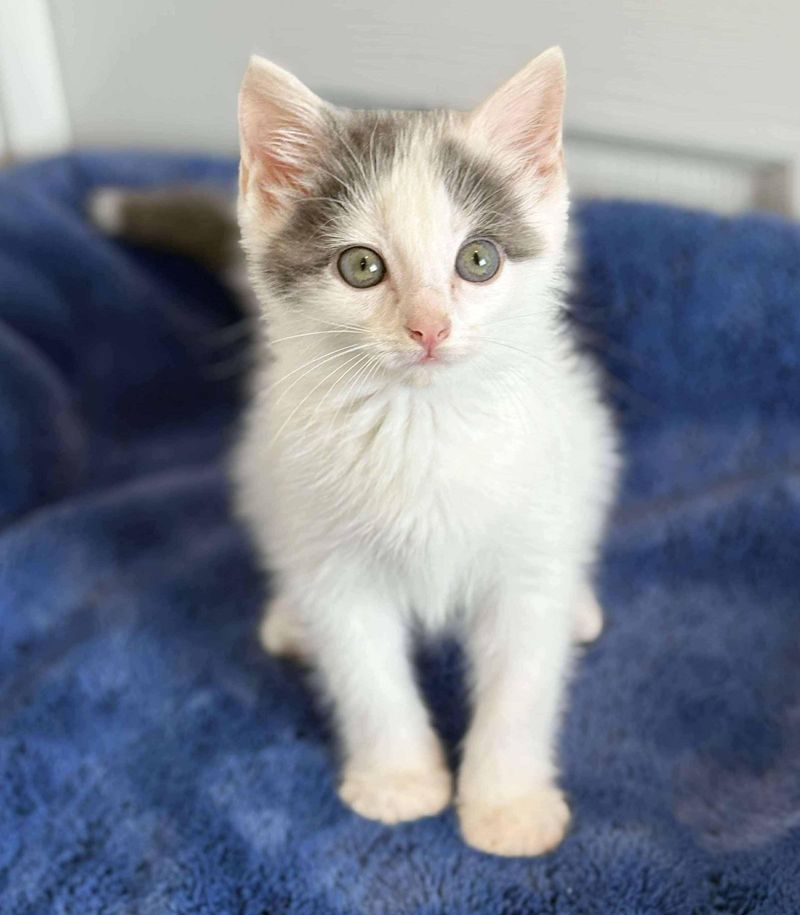 Turkish Van