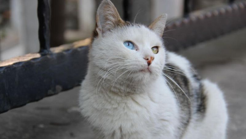 Turkish Van