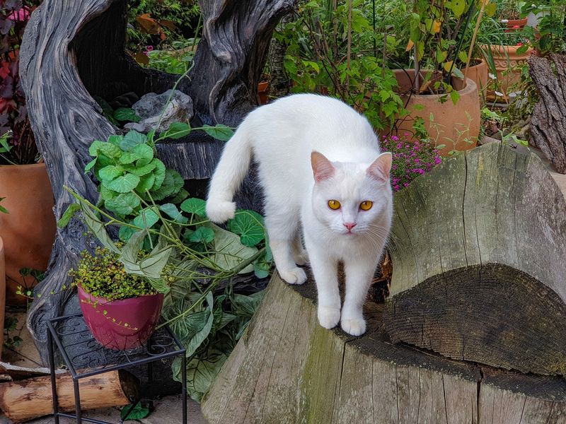 Turkish Van