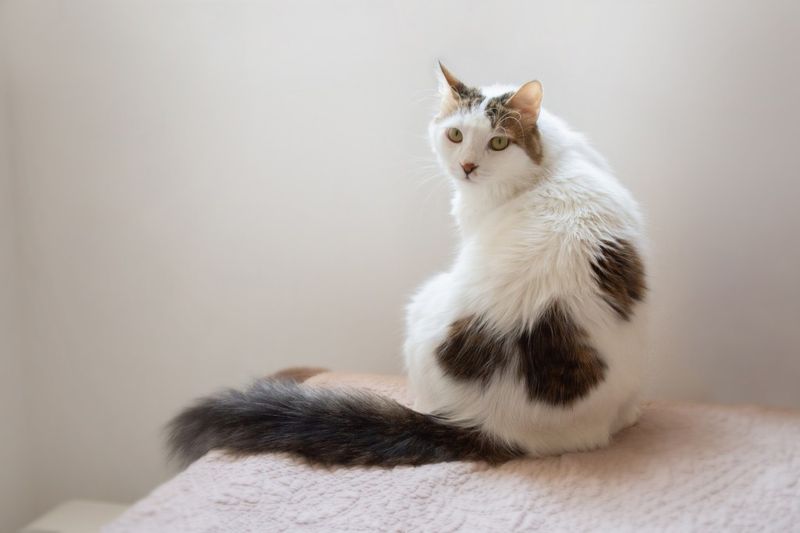 Turkish Van