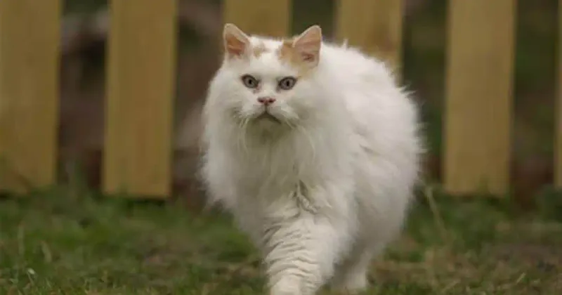 Turkish Van
