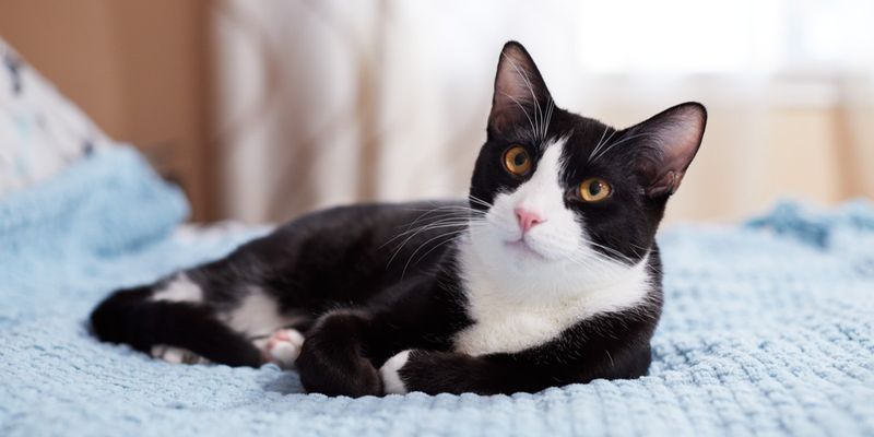Tuxedo Cats