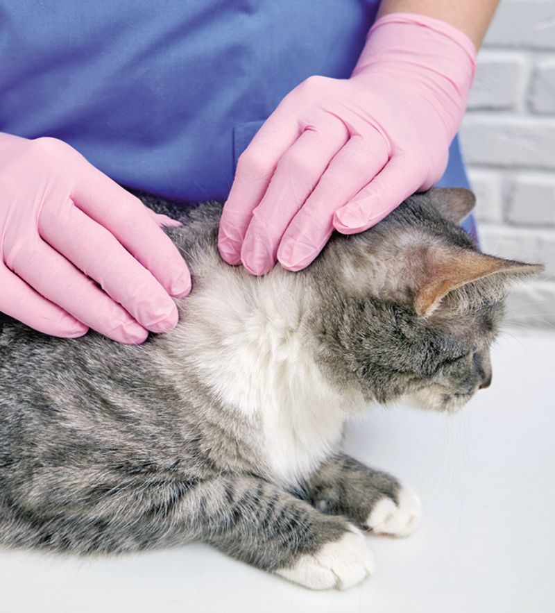 Underlying Health Conditions