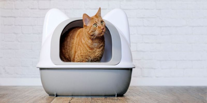 Understand Behavioral Changes