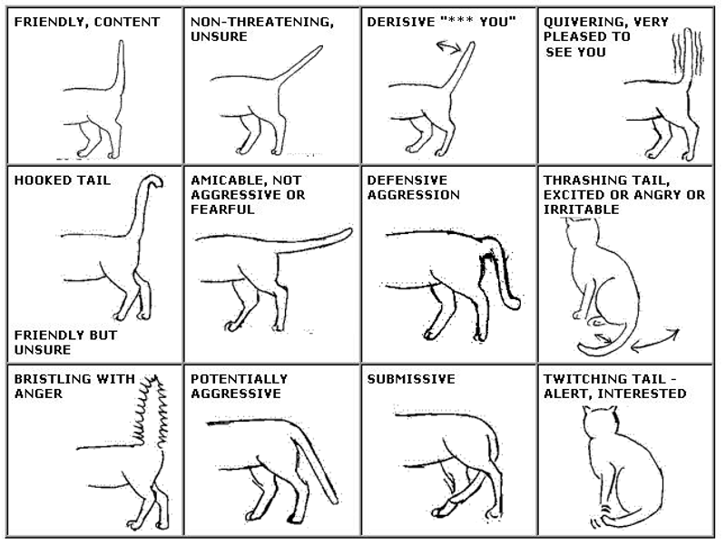 Understand Feline Body Language