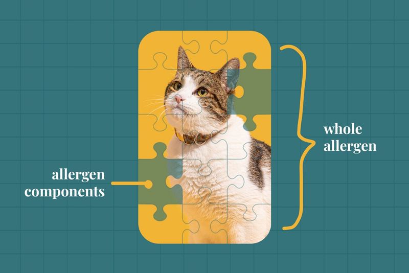 Understand Pet Allergies