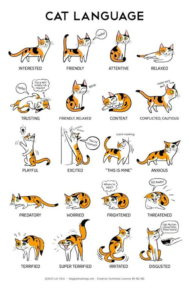 Understand Their Body Language