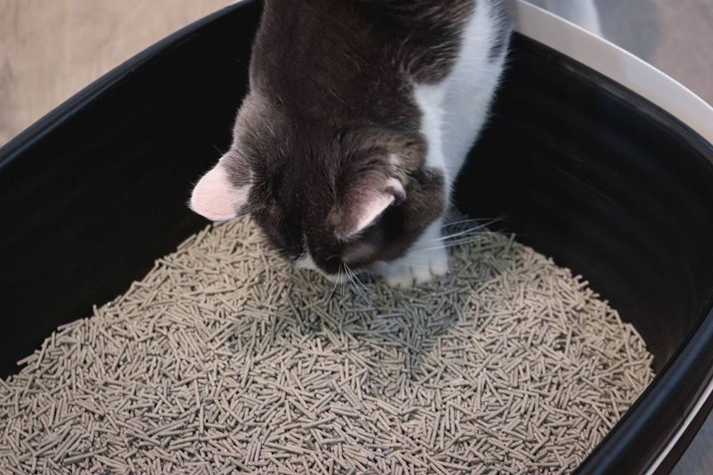 Understand Your Cat's Natural Instincts