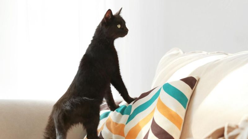 Understand Your Current Cat's Personality