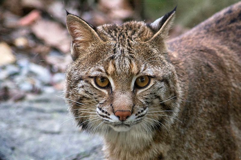 Understanding Bobcat Ecology