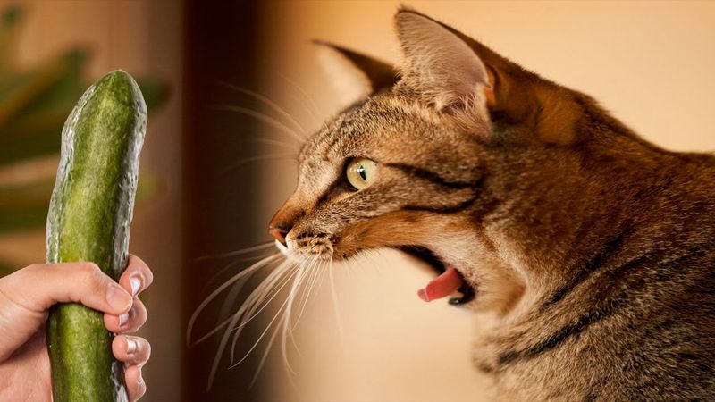 Understanding the Fear Response