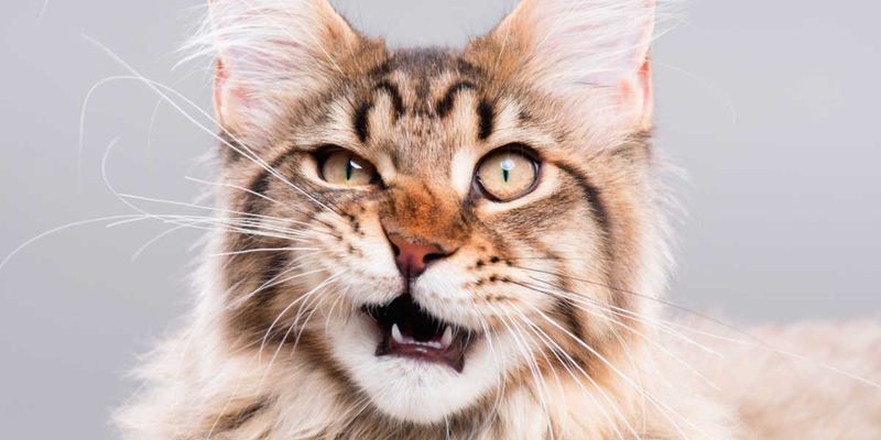 Understanding the Flehmen Response