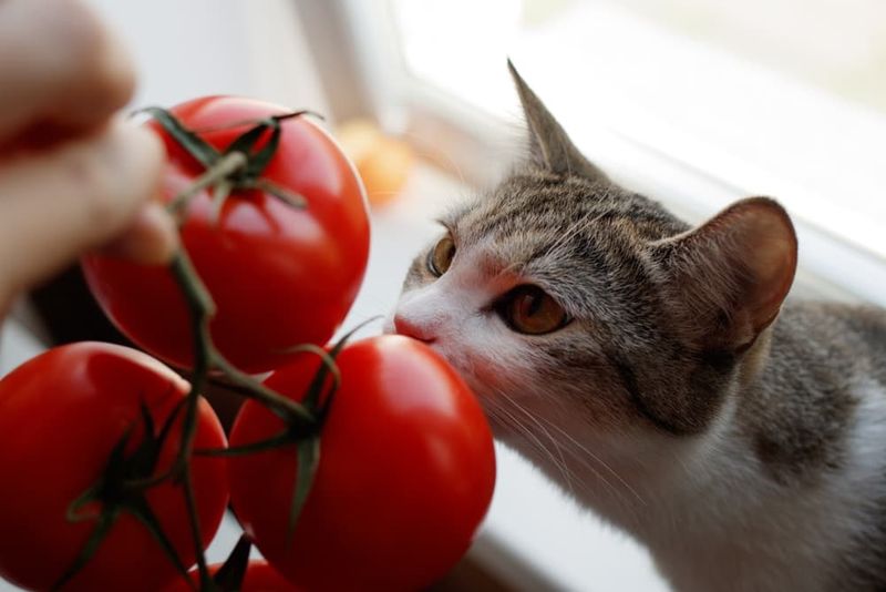 Unripe Tomatoes