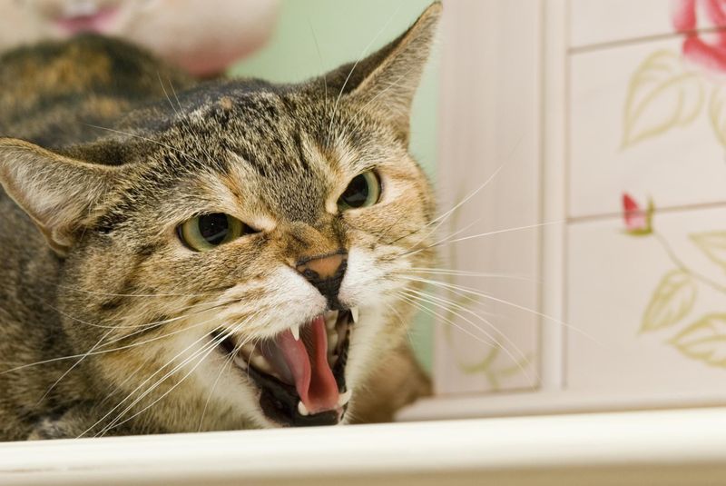 Unusual Aggression When Touched
