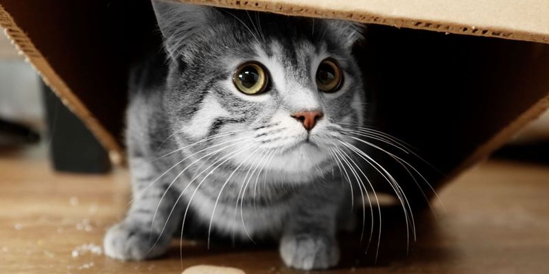 Unusual Hiding or Social Withdrawal