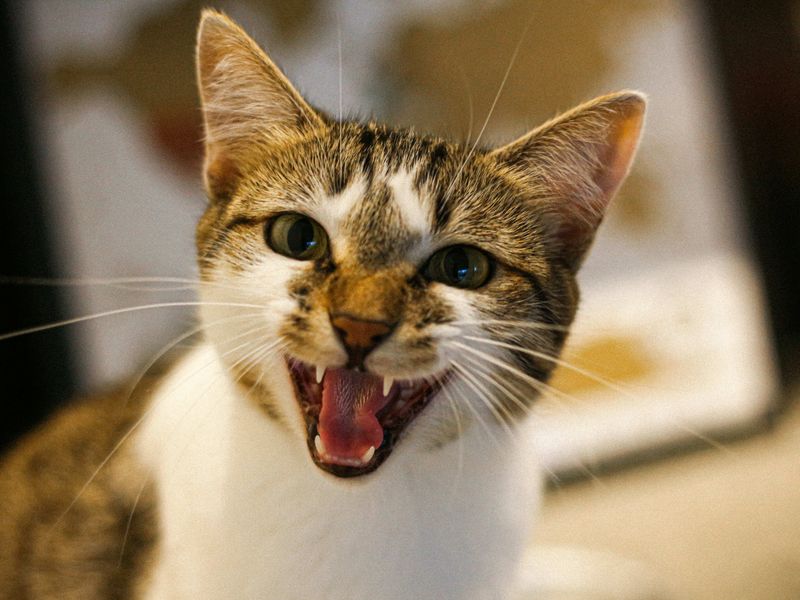 Unusual Vocalization