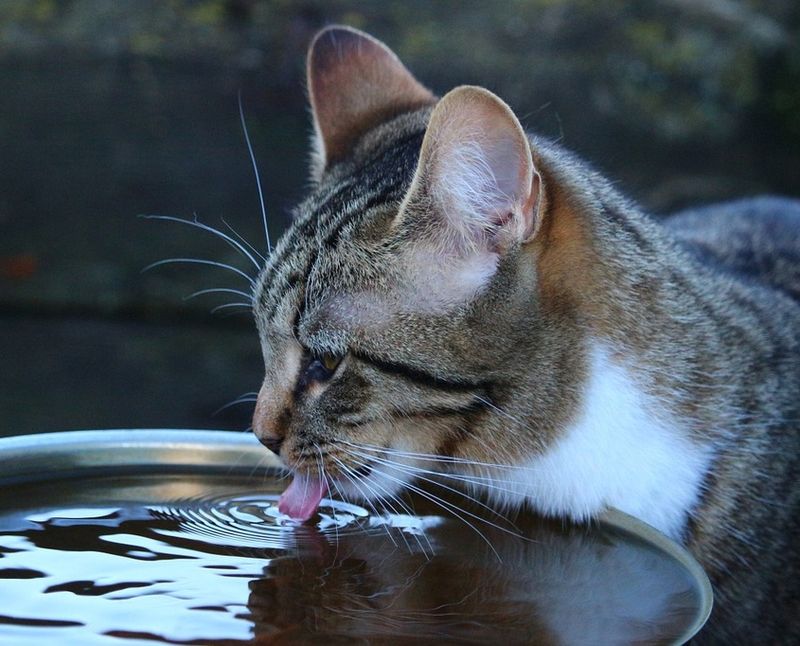 Urinary Health