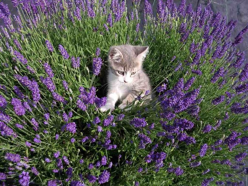 Use Cat-Repellent Plants