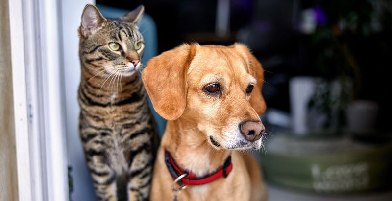 Using Flea Products Meant for Dogs