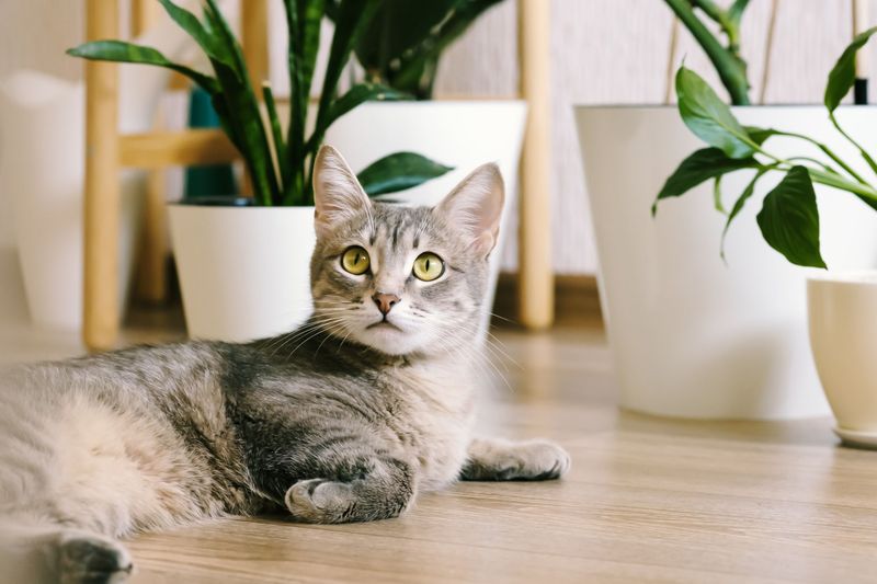 Using Toxic Houseplants and Cleaners