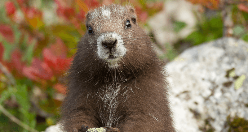 Vancouver Island Marmot