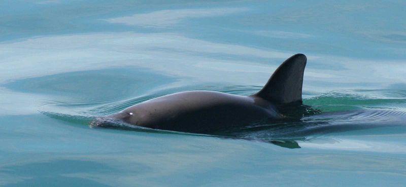 Vaquita