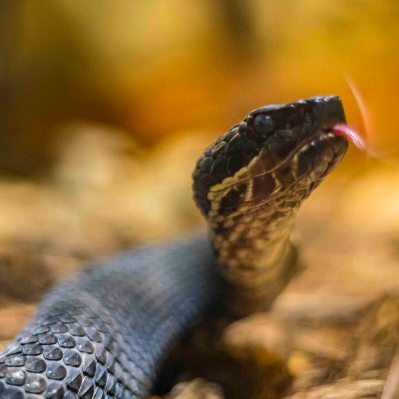 Venomous Snakes