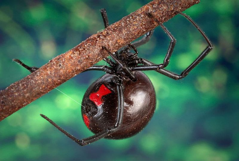 Venomous Spiders