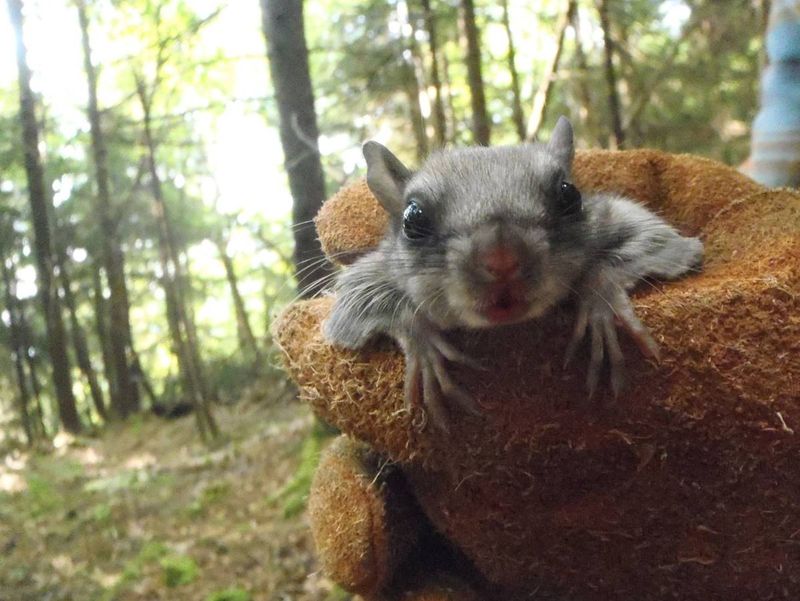 Virginia Northern Flying Squirrel